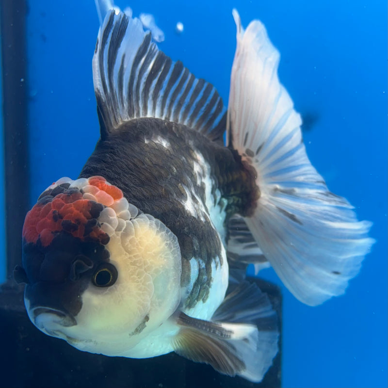 Thai Oranda Tri-Color 3.5” Body Male(CK-1036)SHOWTANK2