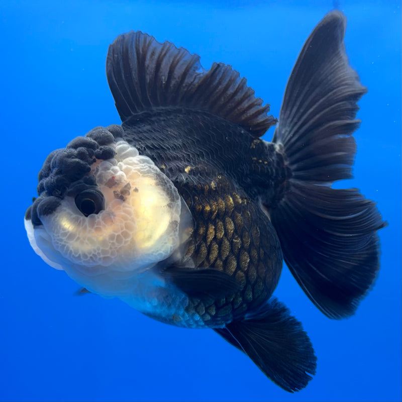 Thai Oranda JUMBO Panda 3.5” Body Female(CK-1373)R1B12