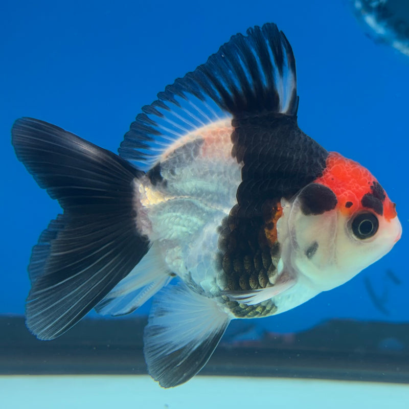Thai Oranda NOK Tri-Color 2.5” Body Male(NOK-CK-1184)R3B15
