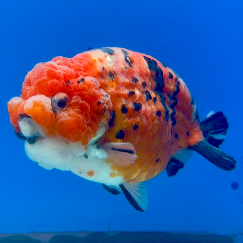 Thai Ranchu Red Calico 4.5” Body Male(CK-1211)BLUETUB1