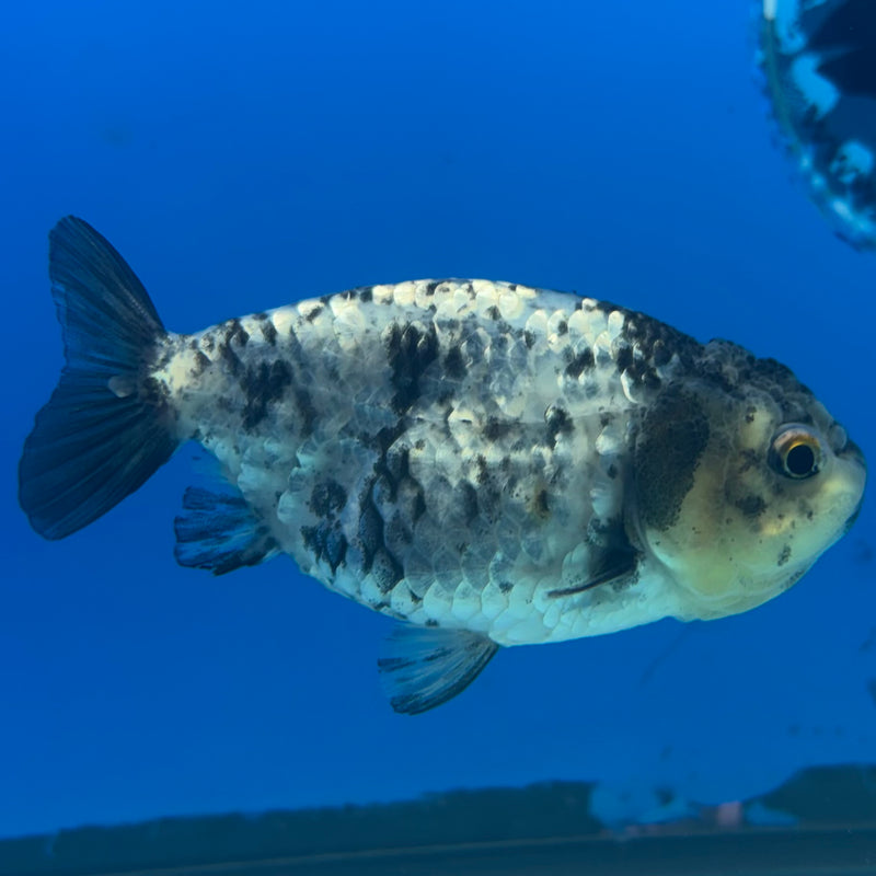 Thai Ranchu Granite Calico 3.5” Body Male(CK-1502)R3A13