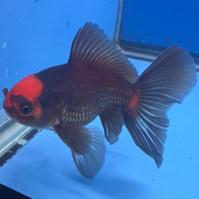 Thai Oranda Apache 2.5” Male (FEB-321)R3B08