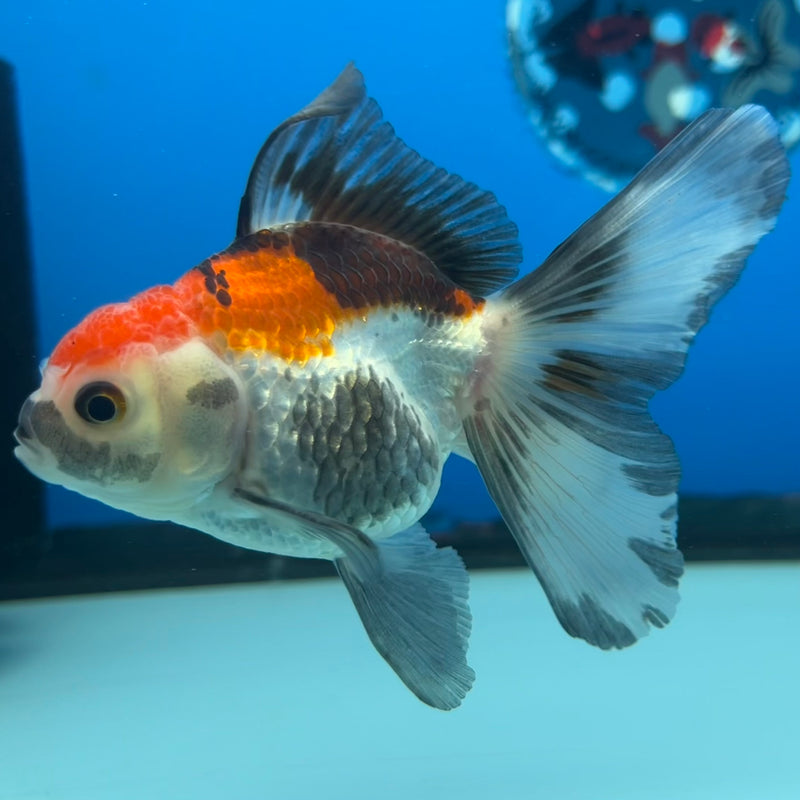 Thai Oranda Tri-Color 2.5” Body Female(CK-1298)R3B17