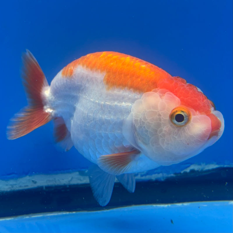 Thai Ranchu Red/White 3.5” Body Female(CK-830)R3A13