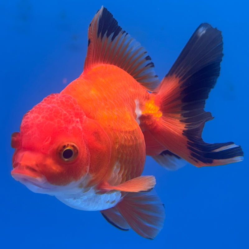 Thai Oranda Apache 3” Body Male(CK-702)R1A05