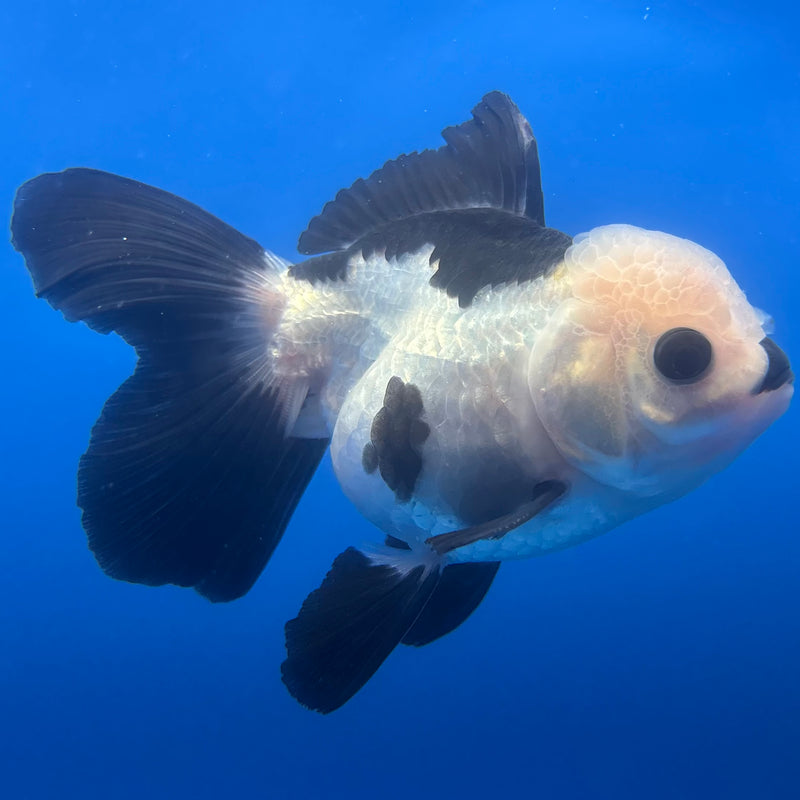 Thai Oranda Panda 3” Body Male(CK-1383)R1B10