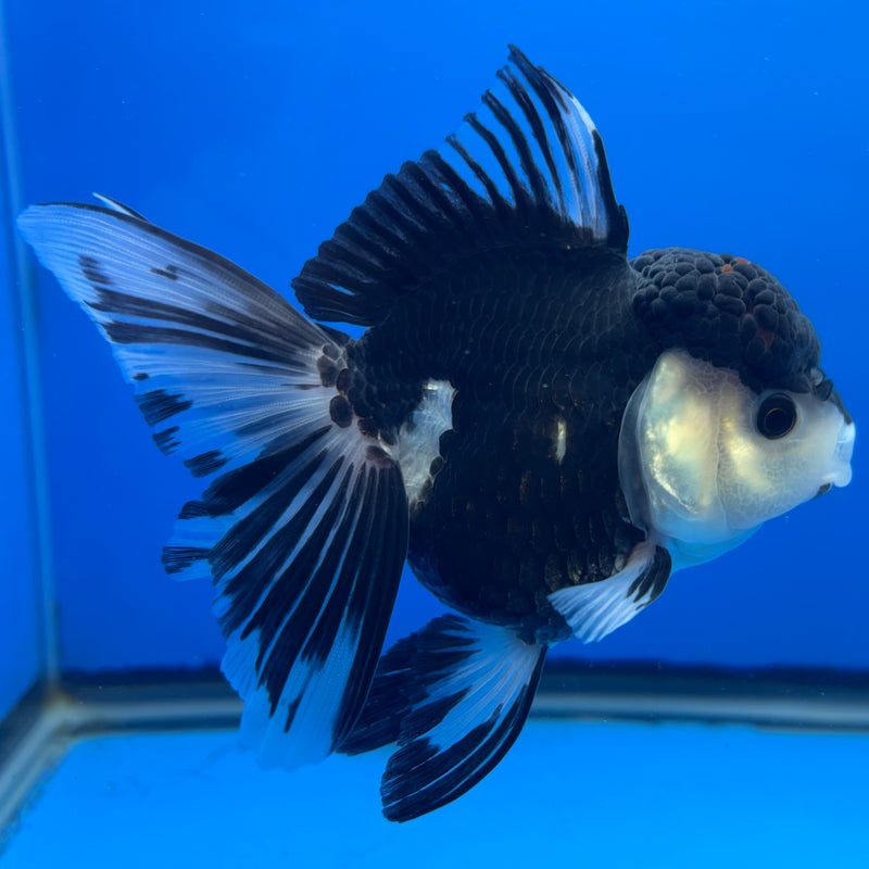 Thai Oranda JUMBO Panda 4” Body Female(CK-1370)R1B12
