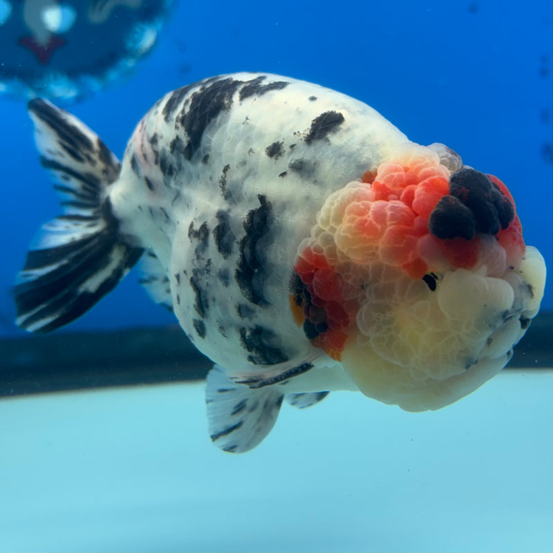 Thai Ranchu JUMBO Tri-Color Calico 4.5” Body Male(BIN-CK-1054)SHOWTANK2