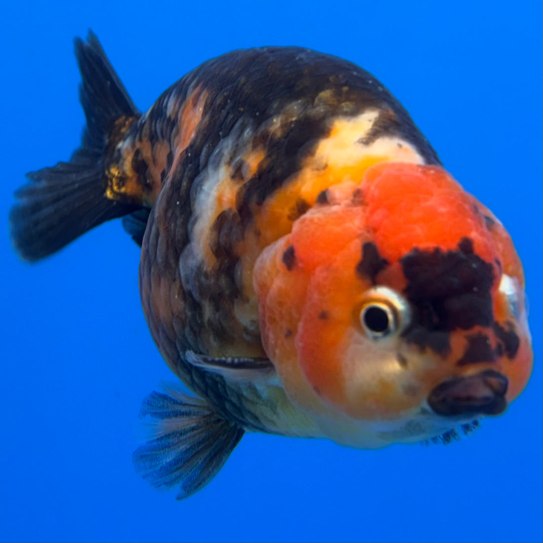 Chinese Ranchu Calico 4” Body Male(CK-1466)BLUETUBC