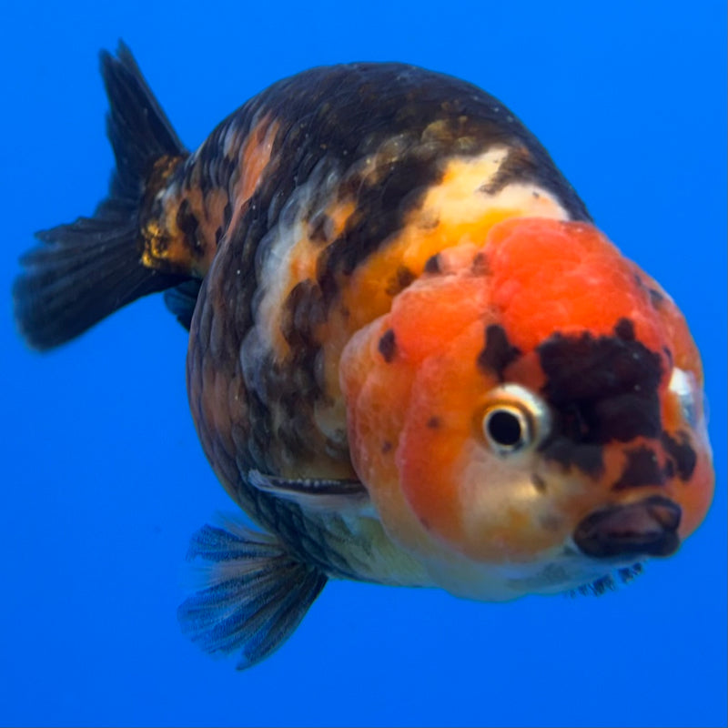 Chinese Ranchu Calico 4” Body Male(CK-1466)R2A09