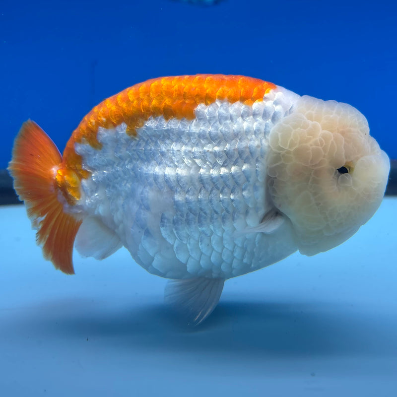 Thai Ranchu Red/White 4” Body Male(BIN-CK-1043)SHOWTANK2