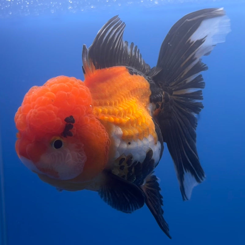 Thai Oranda Apache 3” Body Female(CK-663)R1A10