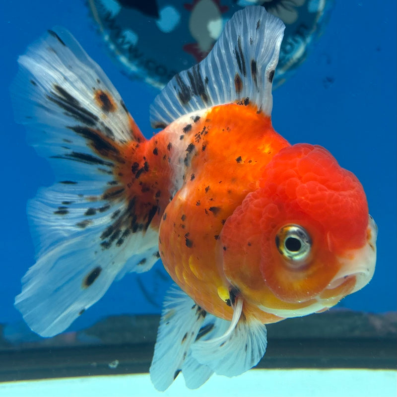 Thai Oranda Tri-Color Calico Tiger 3.5” Body Female(CK-1484)R2B17