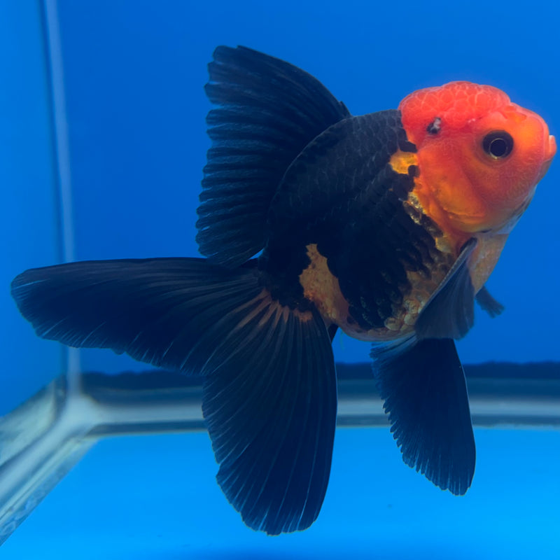 Thai Oranda Apache 3” Body Male(CK-689)R1A07