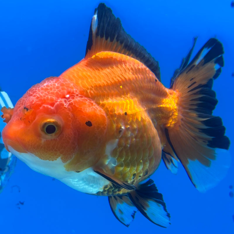 Thai Oranda Apache 3.5” Body Female(CK-1198)SHOWTANK