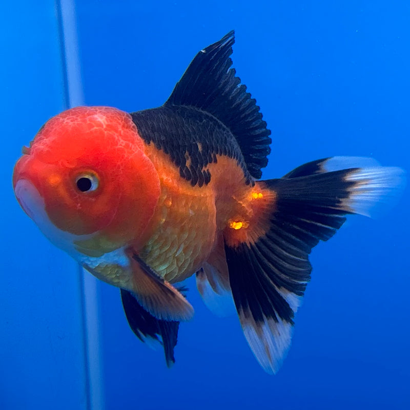 Thai Oranda Apache 2.5” Body Male(CK-1238)R3B12