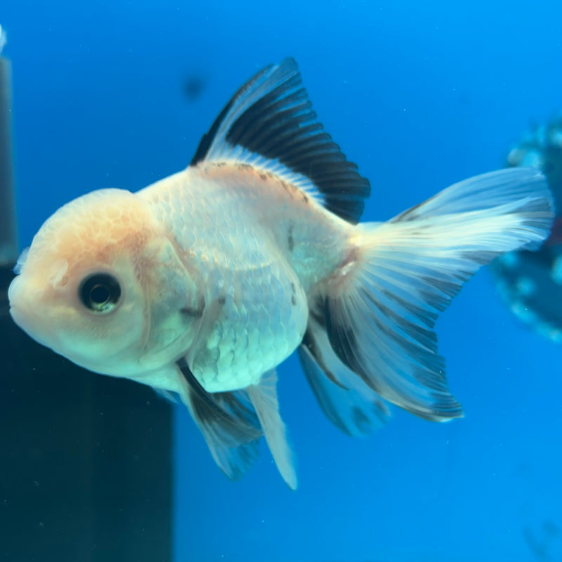 Thai Oranda Panda 2.5” Body Female(CK-1289)R3B02
