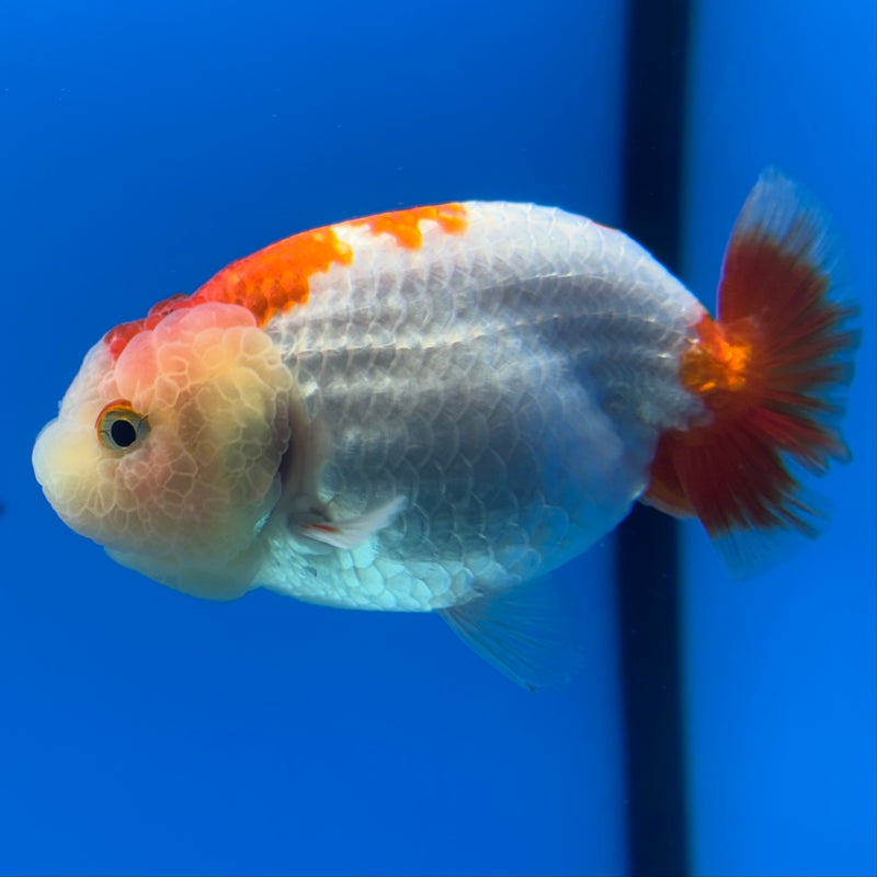 Thai Ranchu Red/White 3” Body Male(CK-991)R3B03