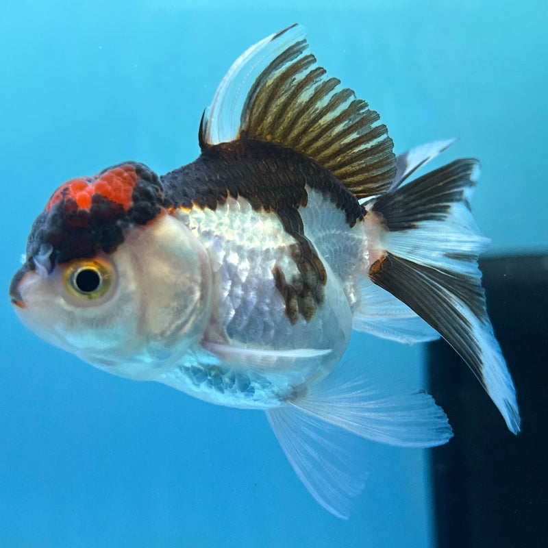 Thai Tri-Color Oranda 2“ Body Female (JCD-141)R4B14
