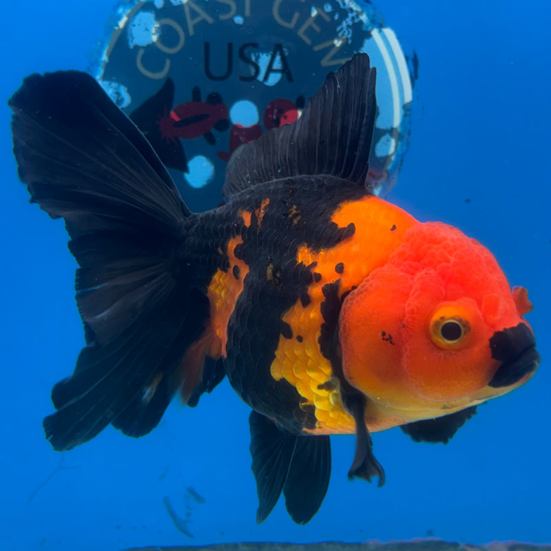Thai Oranda Apache 4” Body Female(CK-1482)R2B16