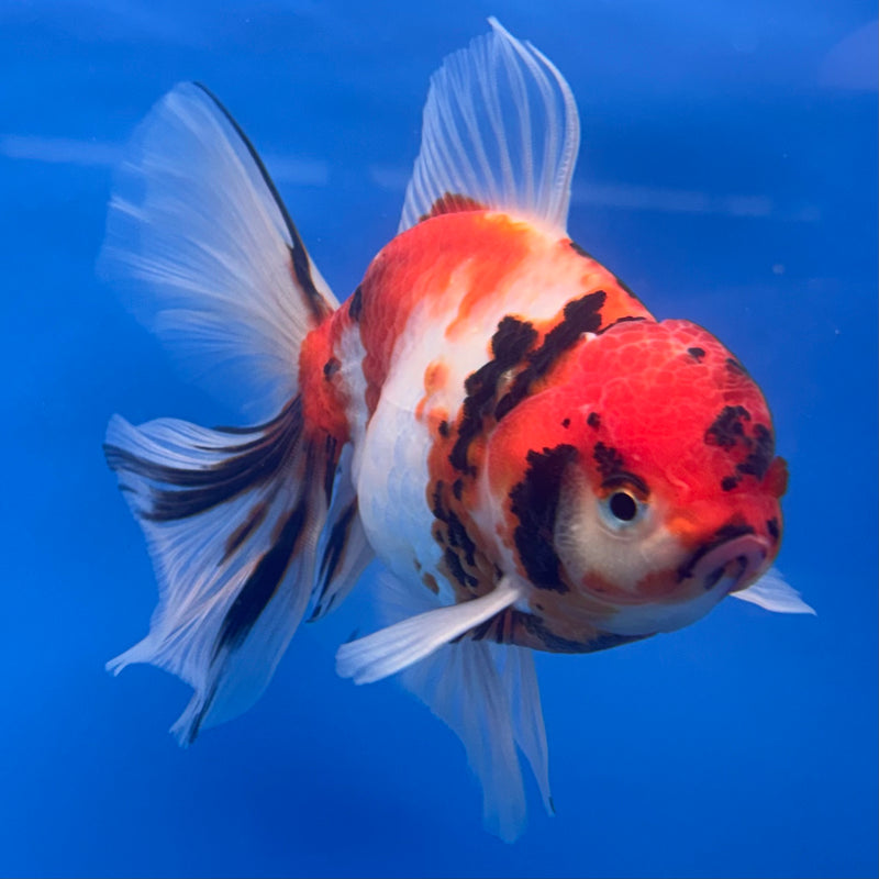 Thai Oranda Tri-Color Calico Tiger 3.5” Body Male(CK-690)R1A07