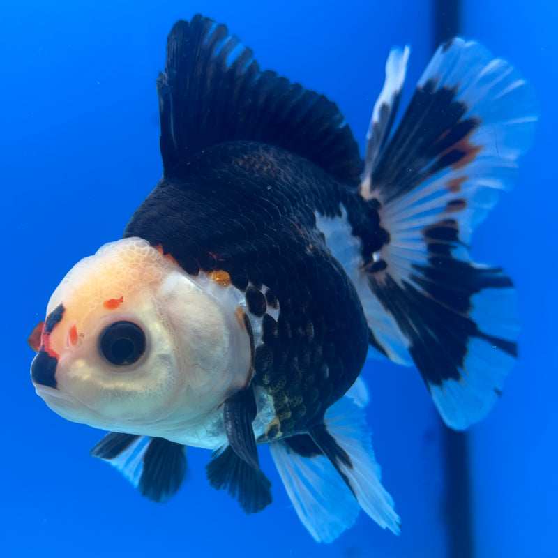 Thai Oranda Tri-Color 3” Body Male(CK-840)R3B20
