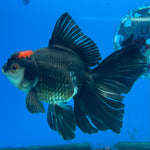Thai Oranda Tri-Color 3” Male (CK-1561)R3A09