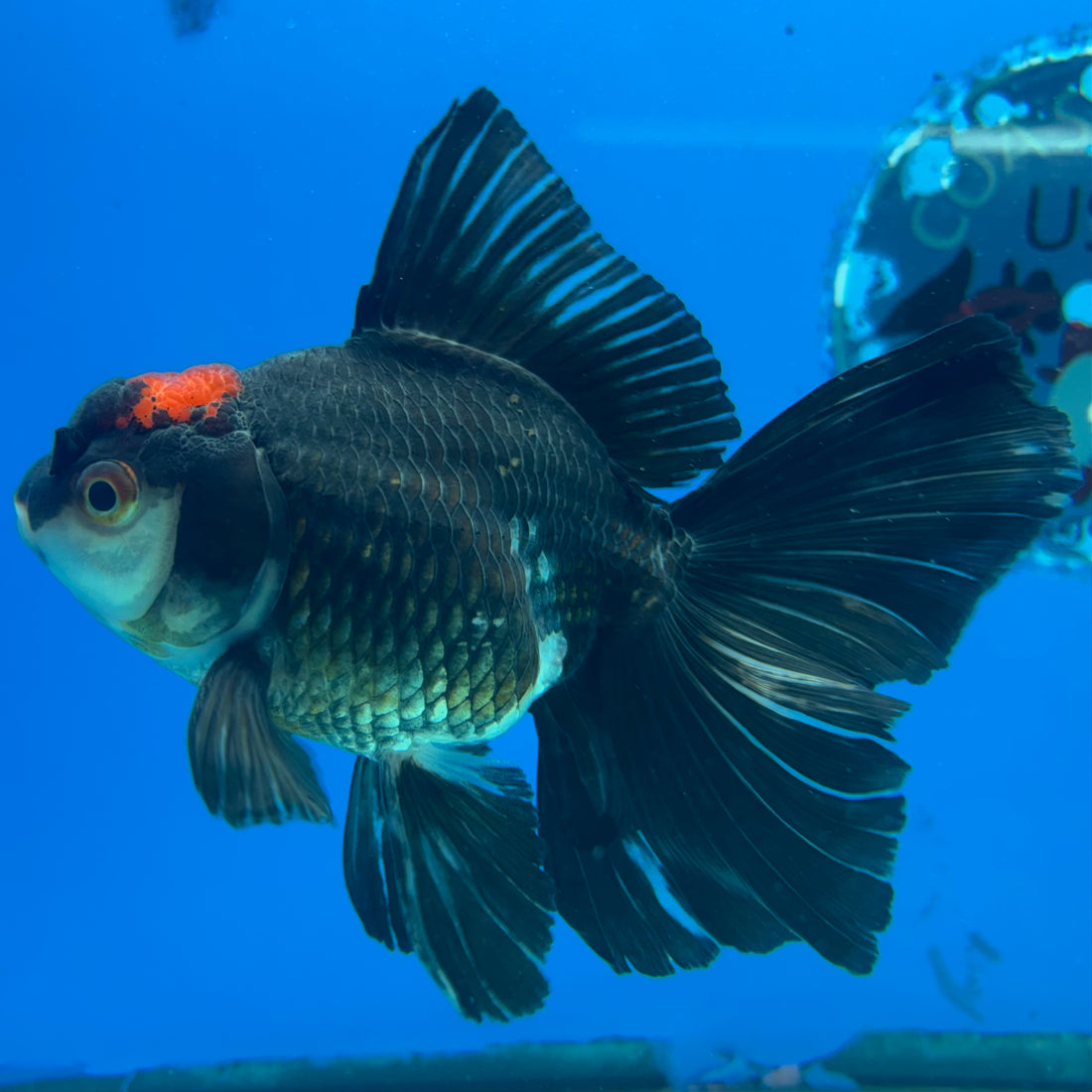 Thai Oranda Tri-Color 3” Male (CK-1561)R3A09
