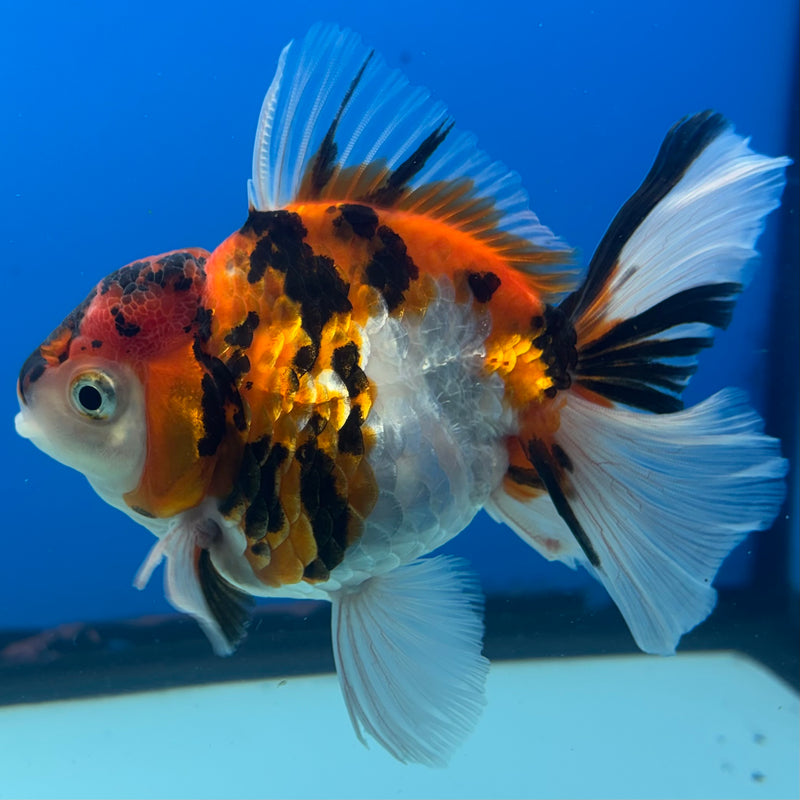 Thai Oranda Tri-Color Tiger Calico 3.5” Body Female(BIN-CK-1060)SHOWTANK2