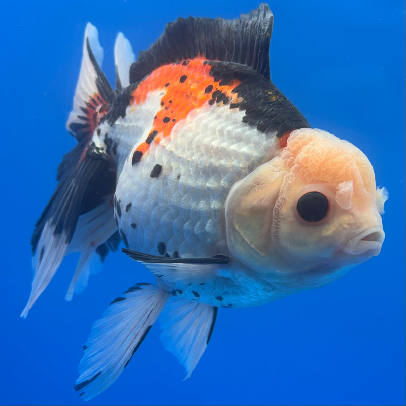 Thai Oranda JUMBO Tri-Color/Apache 5” Body Female(QGF-CK-1317)BLUETUB1