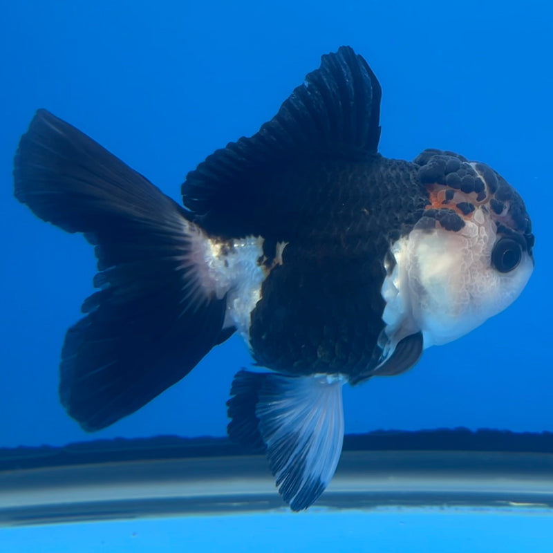 Thai Oranda Panda 3” Body Female(CK-664)R1A10