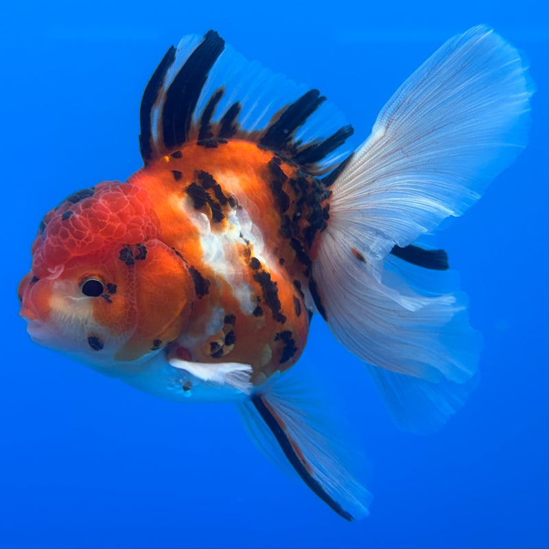 Thai Oranda Tri-Color Calico Tiger 3” Body Male(CK-720)R1A01