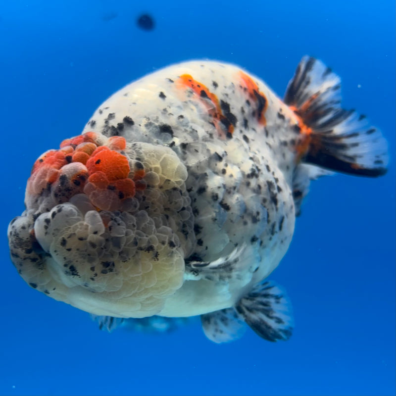 Thai Ranchu JUMBO Calico 4.5” Body Male(BIN-CK-1052)SHOWTANK2