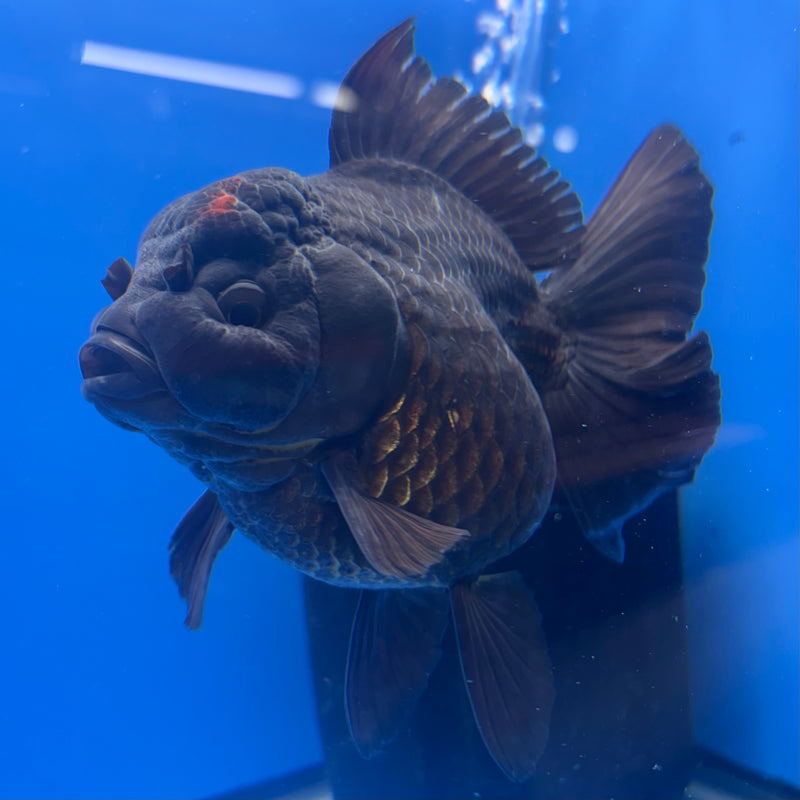 Thai Oranda JUMBO Black Body Red Cap 4” Body Female(QGF-CK-1329)BLUETUB1