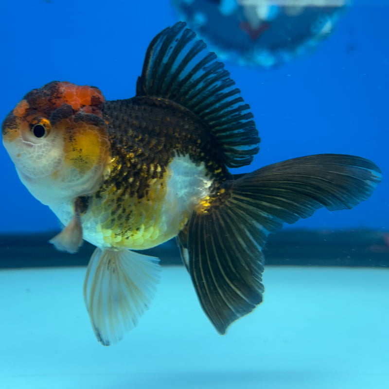 Thai Oranda Apache/Tri-Color 2.5" Male(CK-1527)R3B13