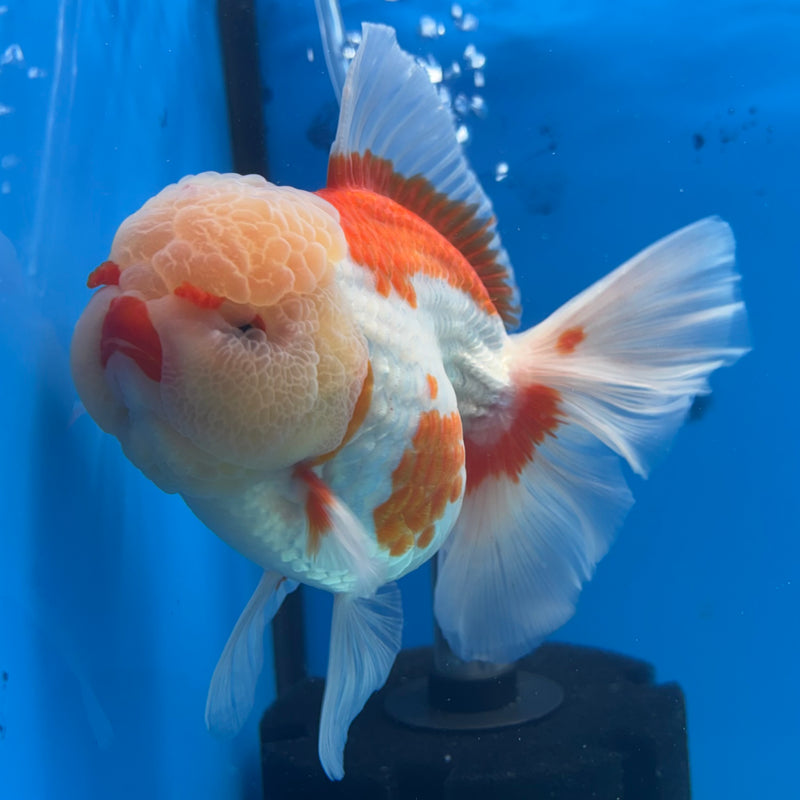 Thai Jumbo Oranda Lemon Head Red/White 4” Body Female(CRP-CK-1081)BLUETUB2