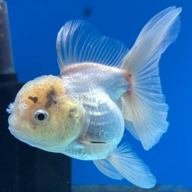 Thai Oranda White/Panda 3” Body Female(CK-984)R3B08