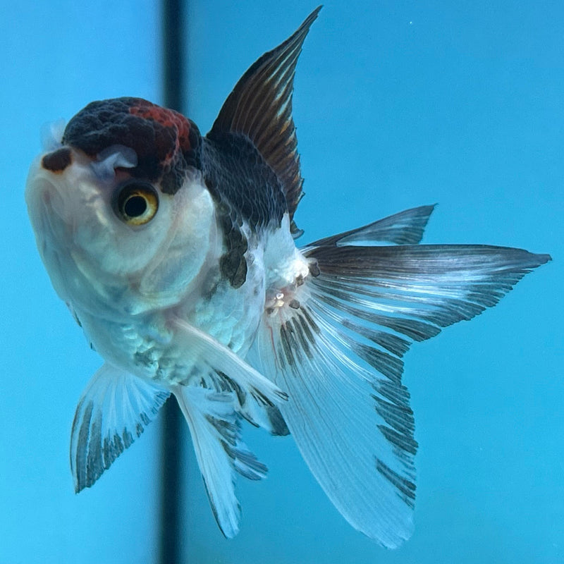 Thai Panda Red-Cap Oranda 2“ Body Male (JCD-146)R4C02