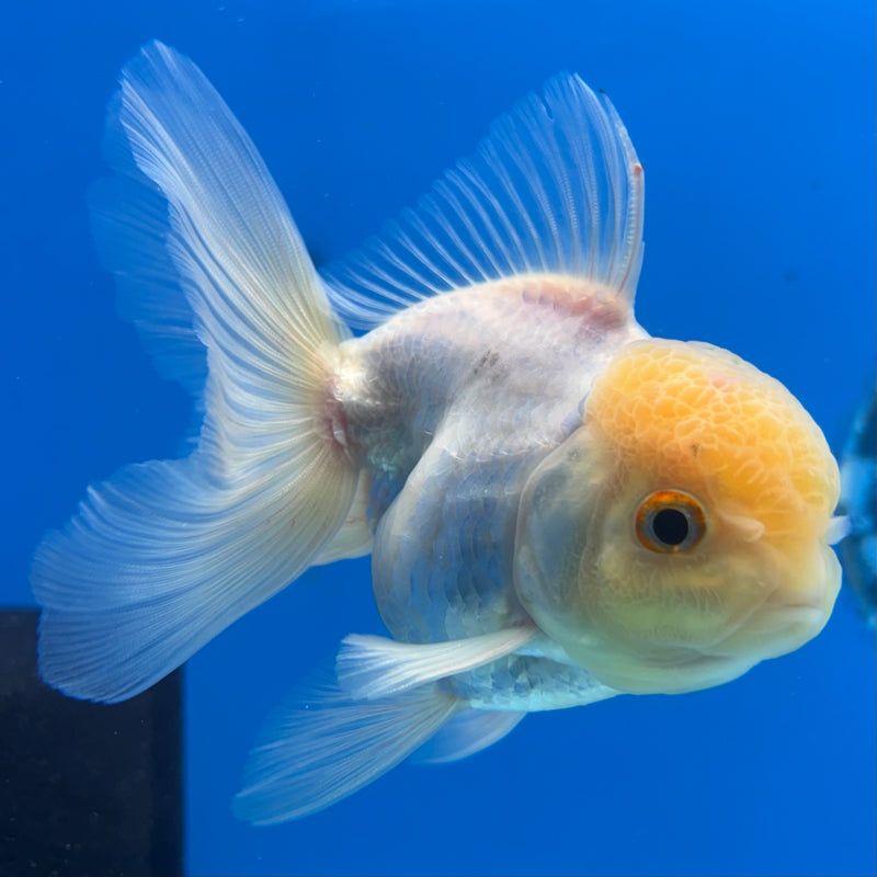 Thai Oranda Lemon Head White 3” Body Male(CK-988)R3B07
