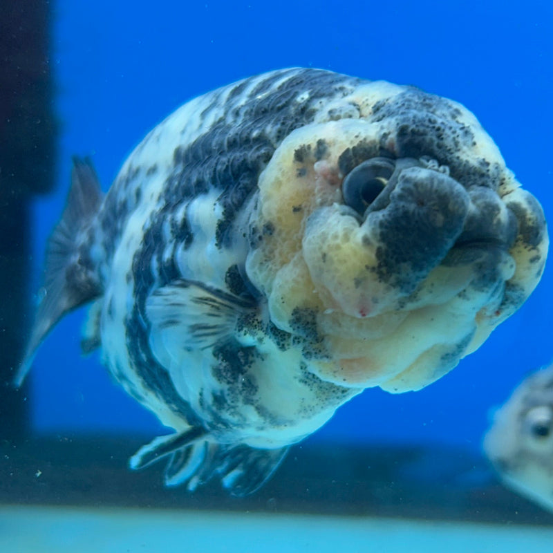 Premium Fancy Goldfish Lionchu White Tiger 3" Body (JCD-186)R2C05