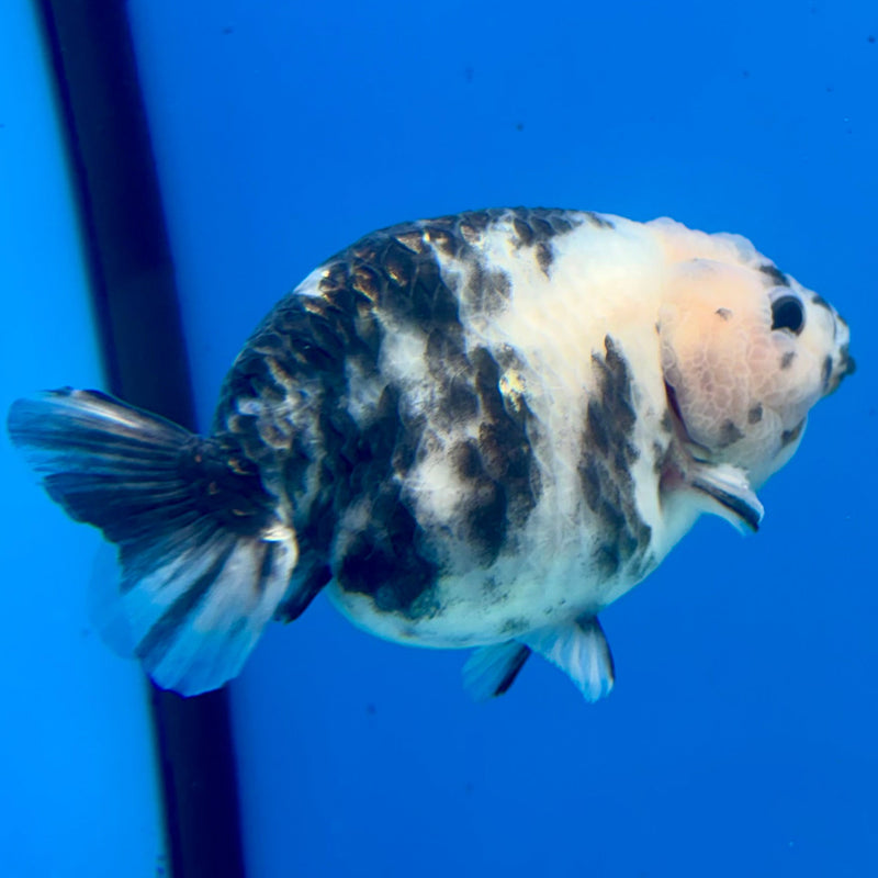 Chinese Ranchu Calico 3.5in Female (FEB-276)R1A2