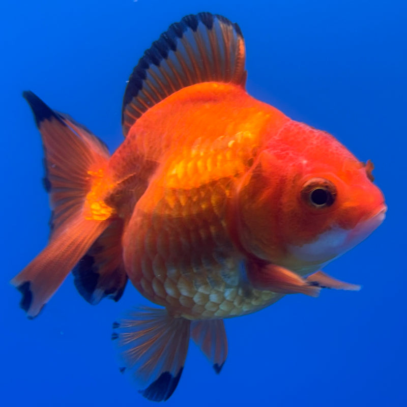 Thai Oranda Apache 2.5” Body Female(CK-731)R1B01