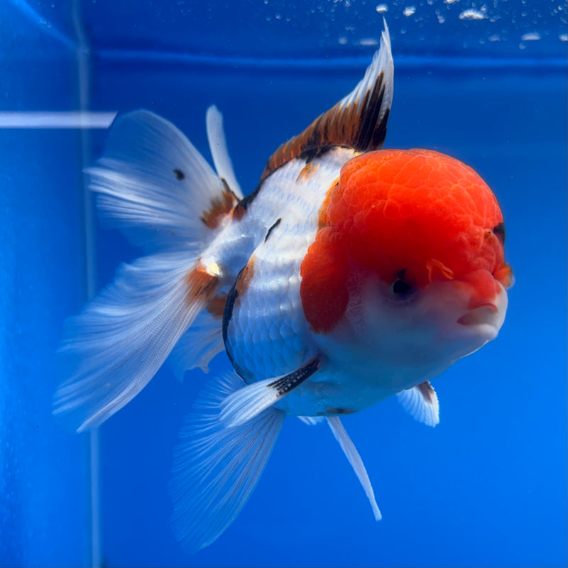 Thai Oranda JUMBO Tri-Color/Apache 4” Body Male(CK-1369)R1B12