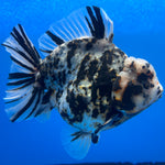 Thai Oranda Tri-Color Tiger 4" Male(NKT-CK-1573)BLUETUB-B