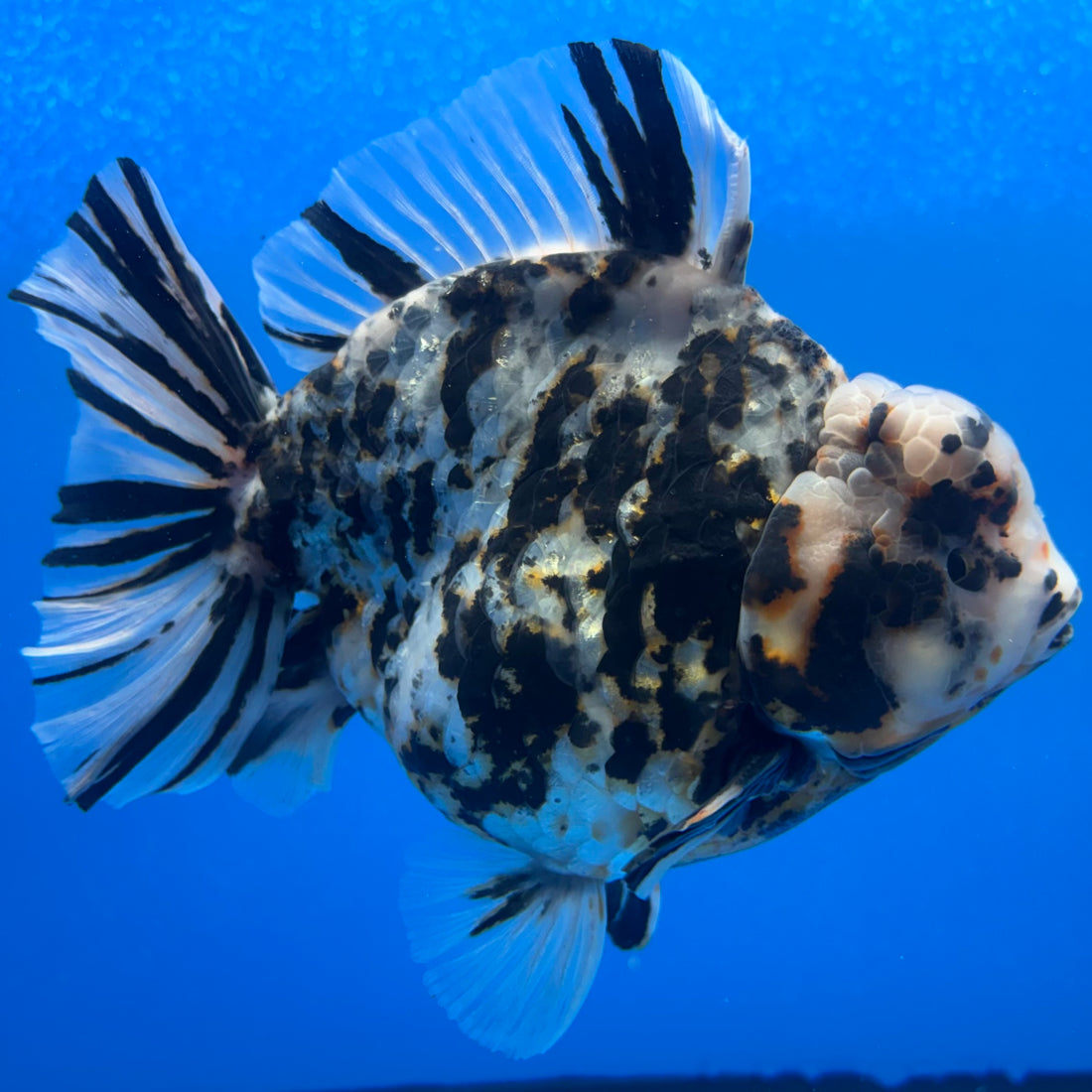 Thai Oranda Tri-Color Tiger 4" Male(NKT-CK-1573)BLUETUB-B
