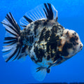 Thai Oranda Tri-Color Tiger 4" Male(NKT-CK-1573)BLUETUB-B