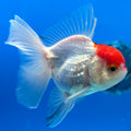 Thai Oranda Tri-Color 2.5” Male (CK-1559)R3A09