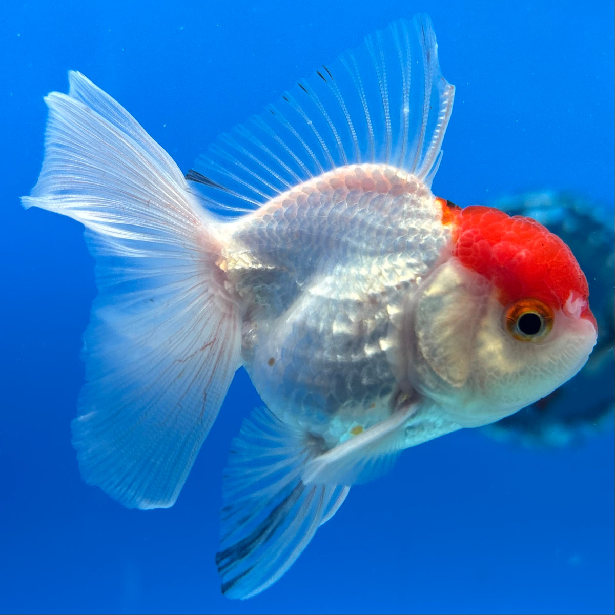 Thai Oranda Tri-Color 2.5” Male (CK-1559)R3A09