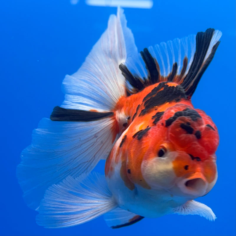 Thai Oranda Tri-Color Calico Tiger 3” Body Male(CK-720)R1A01