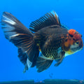 Thai Oranda JUMBO Apache 4.5” Body Male(CK-1551)BLUETUB-A